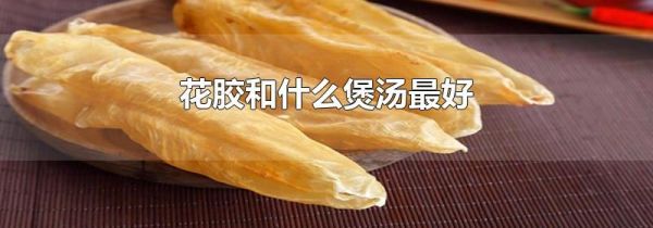 花胶和什么煲汤最好