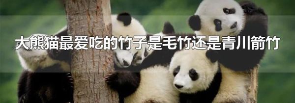 大熊猫最爱吃的竹子是毛竹还是青川箭竹