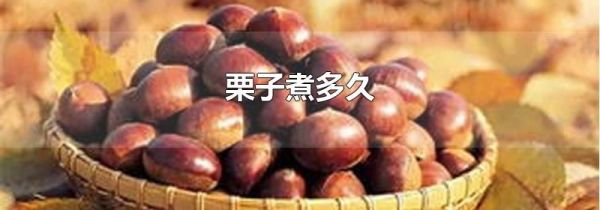 栗子煮多久