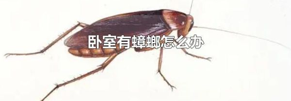 卧室有蟑螂怎么办