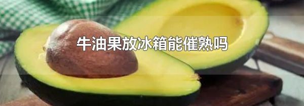 牛油果放冰箱能催熟吗