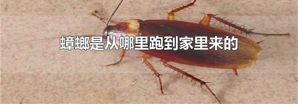 蟑螂是从哪里跑到家里来的