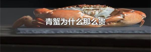 青蟹为什么那么贵