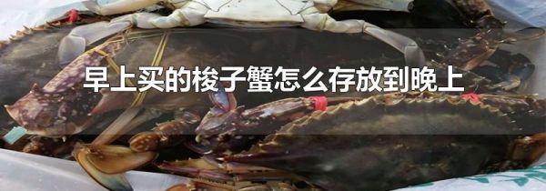早上买的梭子蟹怎么存放到晚上
