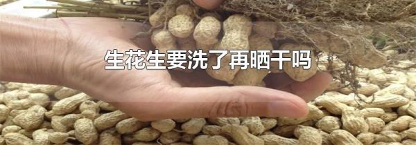 生花生要洗了再晒干吗