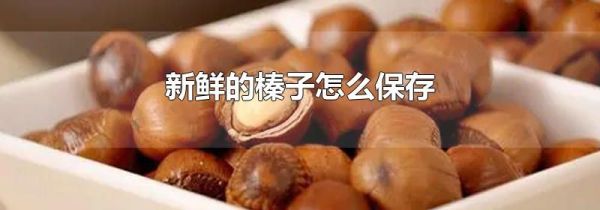 新鲜的榛子怎么保存