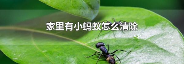 家里有小蚂蚁怎么清除
