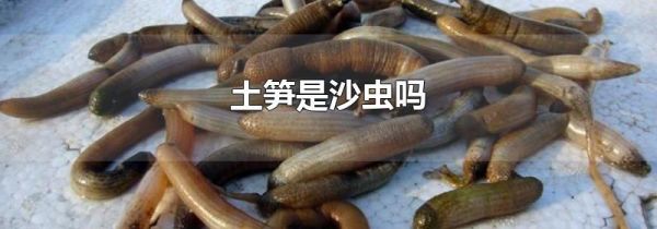 土笋是沙虫吗