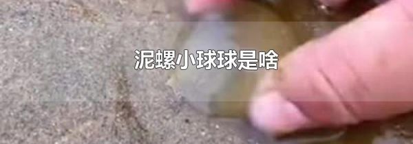 泥螺小球球是啥