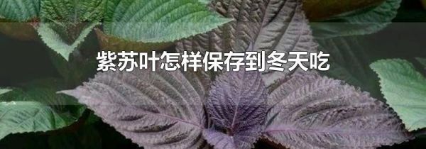 紫苏叶怎样保存到冬天吃