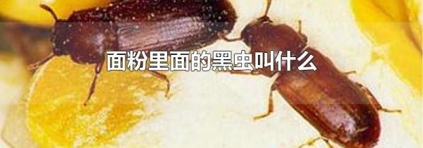 面粉里面的黑虫叫什么