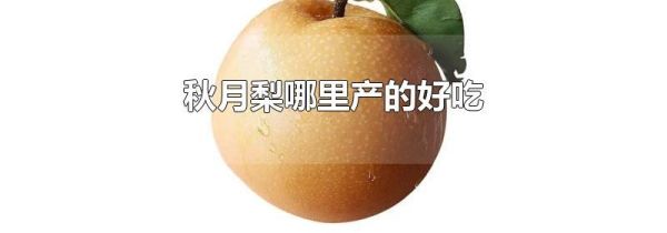 秋月梨哪里产的好吃
