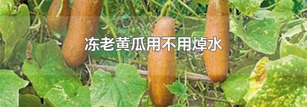冻老黄瓜用不用焯水