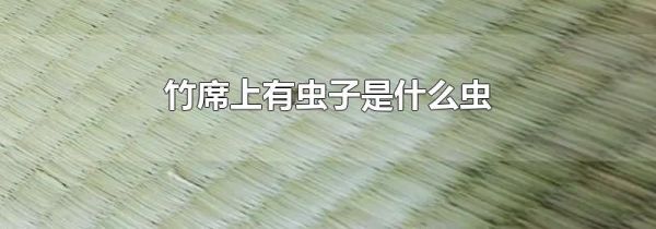 竹席上有虫子是什么虫