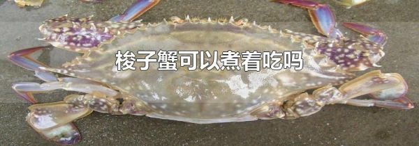 梭子蟹可以煮着吃吗