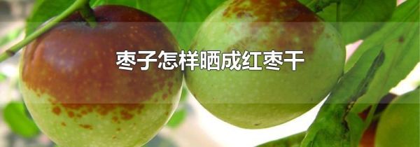 枣子怎样晒成红枣干