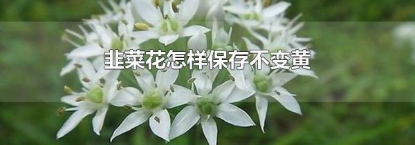 韭菜花怎样保存不变黄