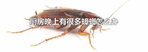 厨房晚上有很多蟑螂怎么办