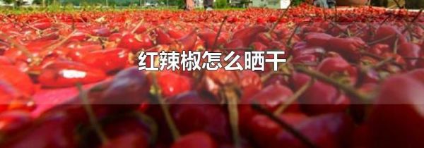 红辣椒怎么晒干