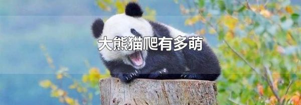 大熊猫爬有多萌