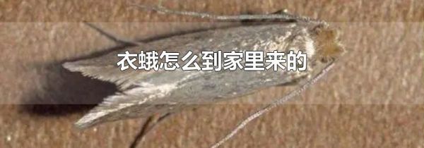 衣蛾怎么到家里来的