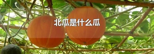 北瓜是什么瓜