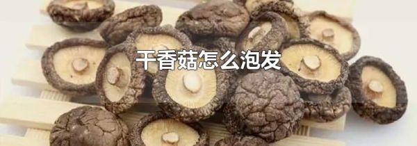 干香菇怎么泡发