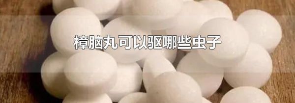 樟脑丸可以驱哪些虫子