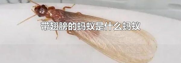 带翅膀的蚂蚁是什么蚂蚁