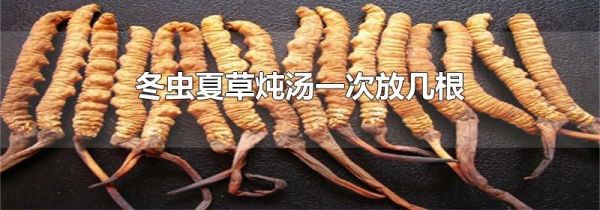 冬虫夏草炖汤一次放几根