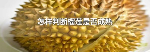 怎样判断榴莲是否成熟