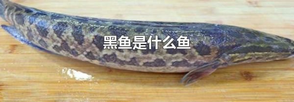 黑鱼是什么鱼