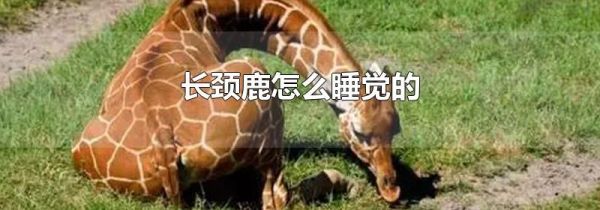 长颈鹿怎么睡觉的