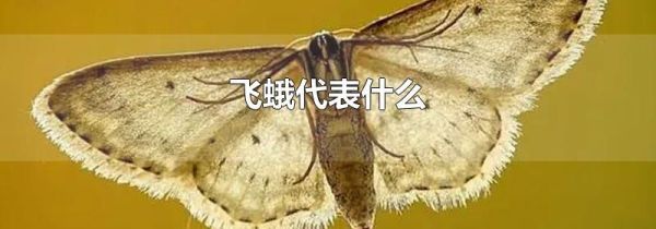 飞蛾代表什么
