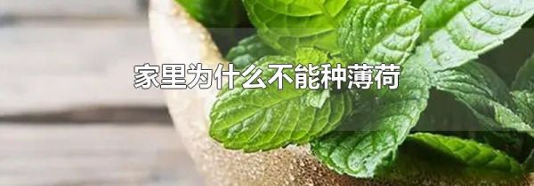 家里为什么不能种薄荷
