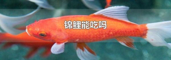 锦鲤能吃吗