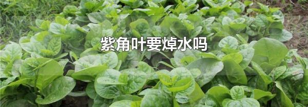 紫角叶要焯水吗