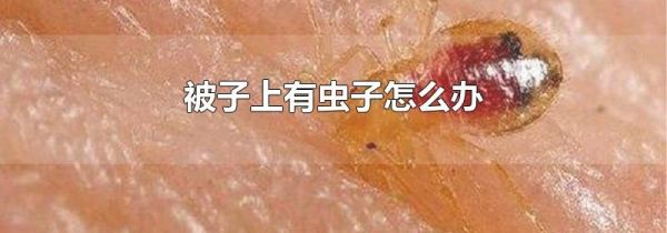 被子上有虫子怎么办