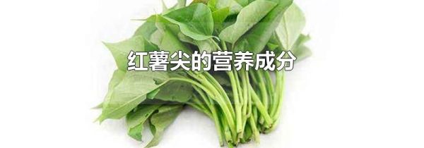 红薯尖的营养成分