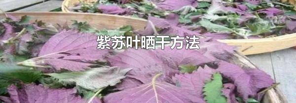 紫苏叶晒干方法