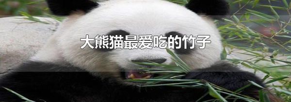 大熊猫最爱吃的竹子