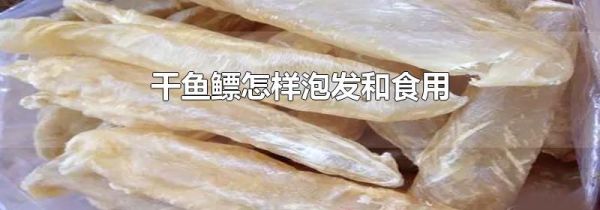 干鱼鳔怎样泡发和食用