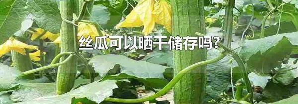 丝瓜可以晒干储存吗?