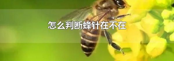 怎么判断蜂针在不在