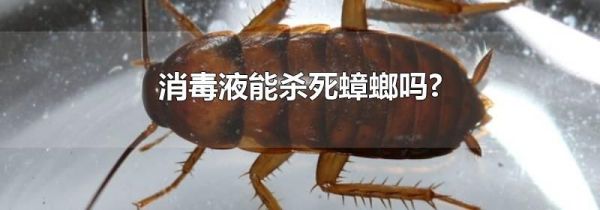 消毒液能杀死蟑螂吗?