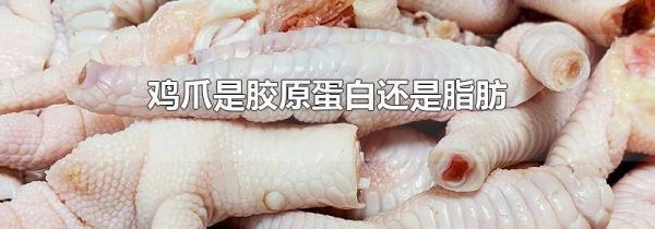 鸡爪是胶原蛋白还是脂肪