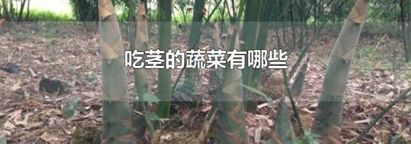 吃茎的蔬菜有哪些