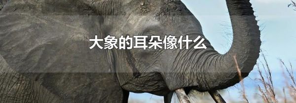 大象的耳朵像什么