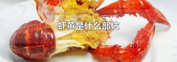 虾黄是什么部位