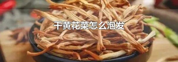 干黄花菜怎么泡发